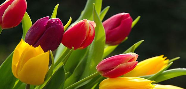 Tulips for Mum: Floral Arrangement Workshop
