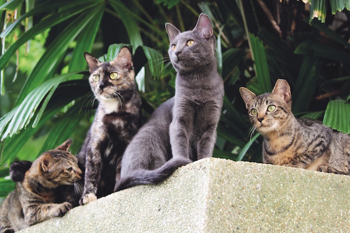 Cat Charities in Singapore - NUS Cat Cafe