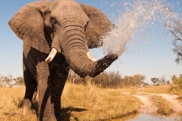 botswana best safari africa elephant