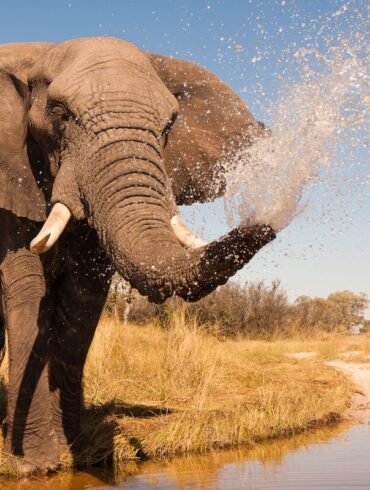 botswana best safari africa elephant