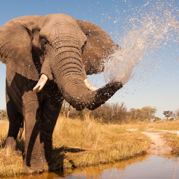 botswana best safari africa elephant