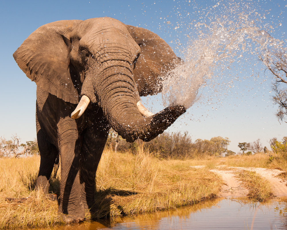 The Best Safaris in Botswana