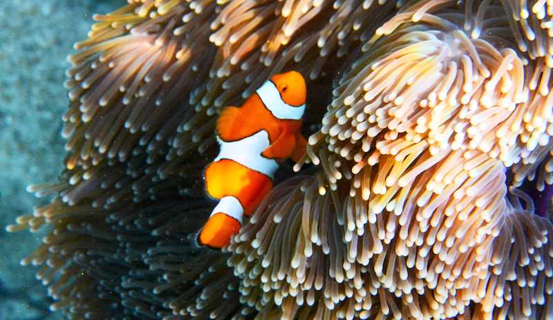 clownfish scuba diving