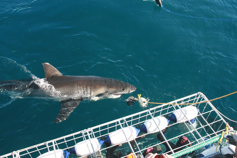 great white shark diving south africa cape town