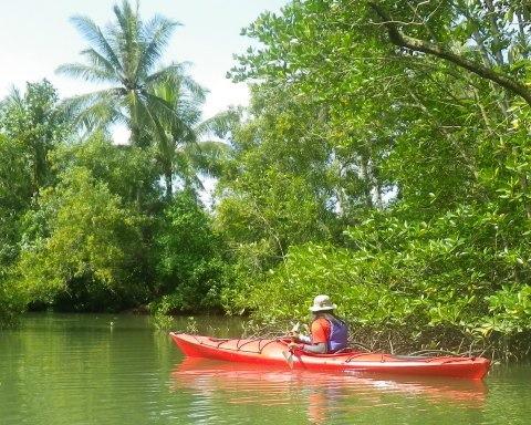 A quick paddle through nature: Pulau Ubin mangrove kayaking