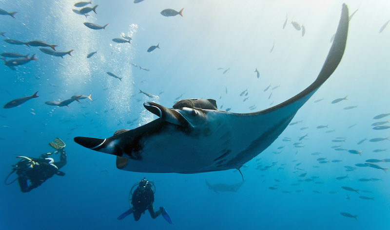 Manta and diver on the blue background thailand