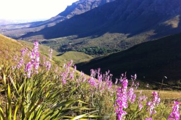 stellenbosch wineries south africa