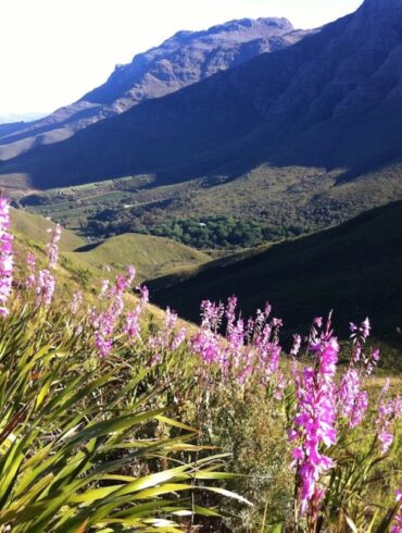 stellenbosch wineries south africa