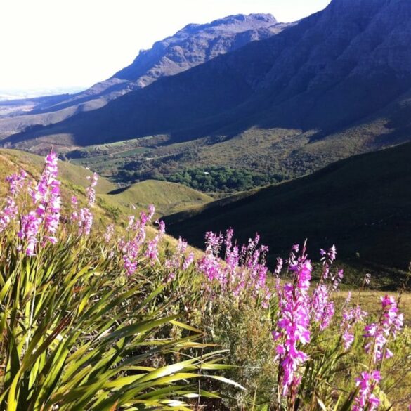 stellenbosch wineries south africa
