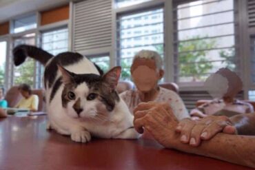 Cat Charity Singapore - Love Kuching Project