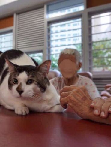 Cat Charity Singapore - Love Kuching Project