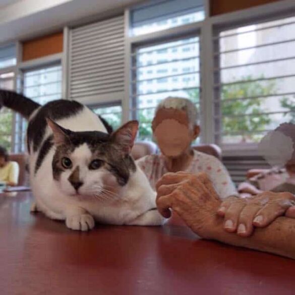 Cat Charity Singapore - Love Kuching Project