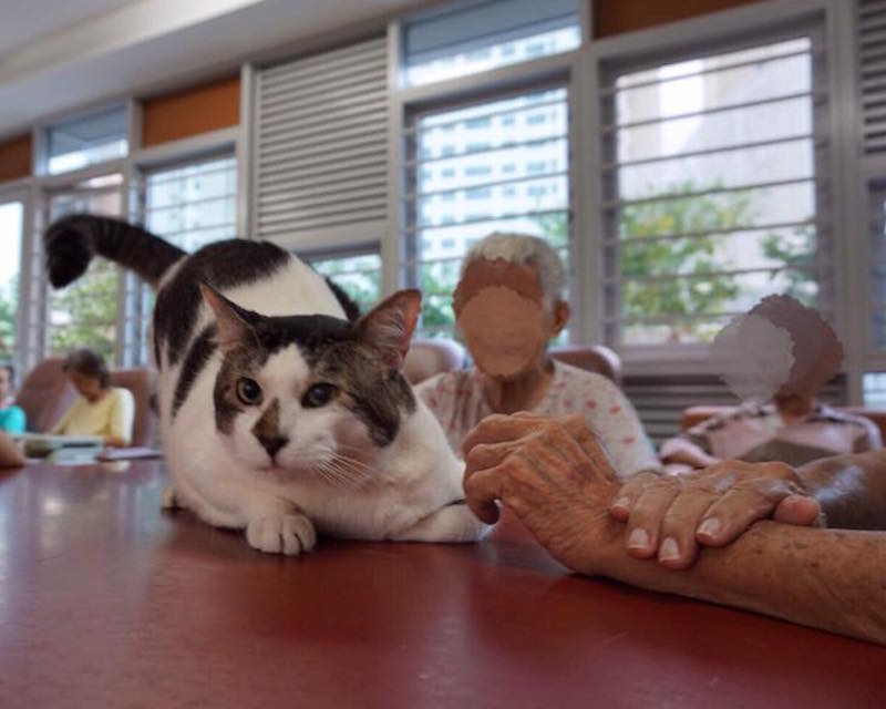 A Guide to Cat Care Groups in Singapore