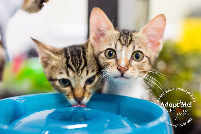 Cat Charity Singapore - Love Kuching Project