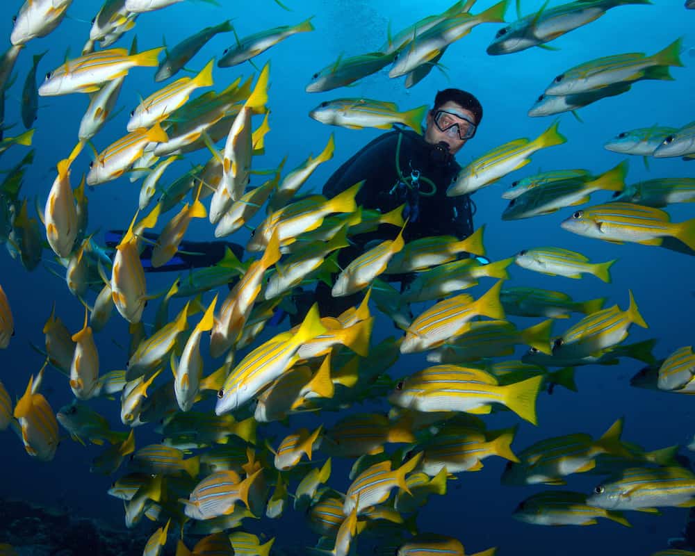 A Guide to SCUBA Diving in Thailand