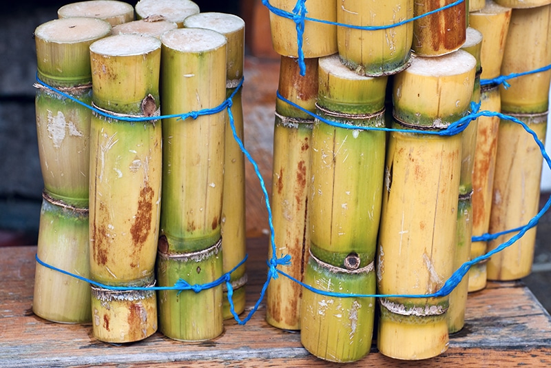 sugar-cane