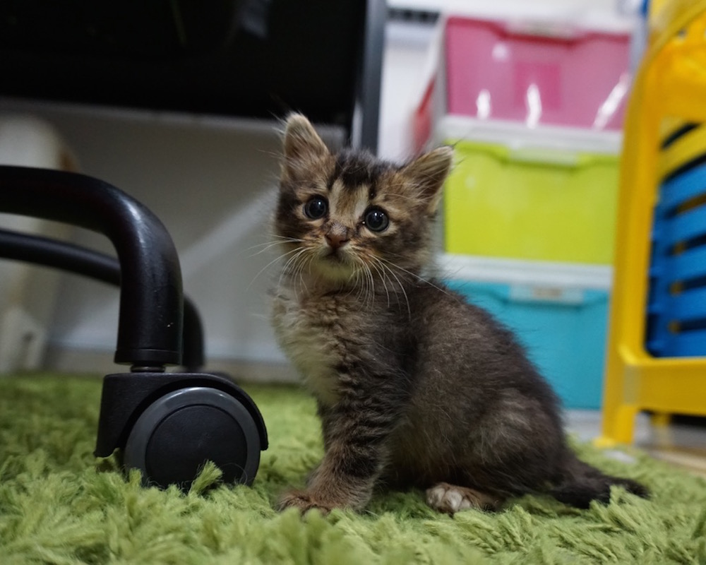 Hand Raising Orphaned Kittens: The Love Kuching Project