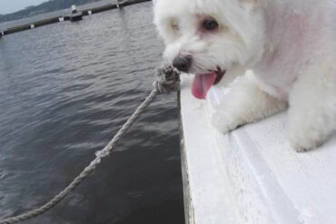 pet cruise cute maltipoo singapore dog sailing cover