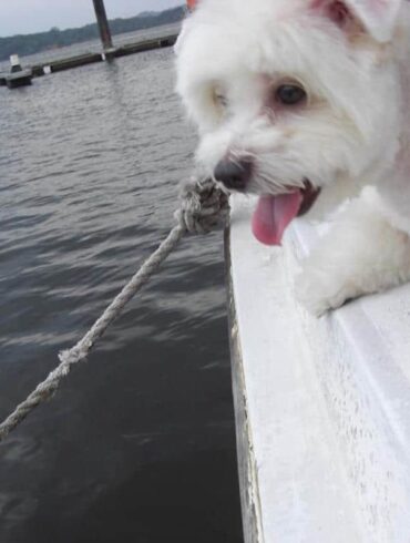 pet cruise cute maltipoo singapore dog sailing cover