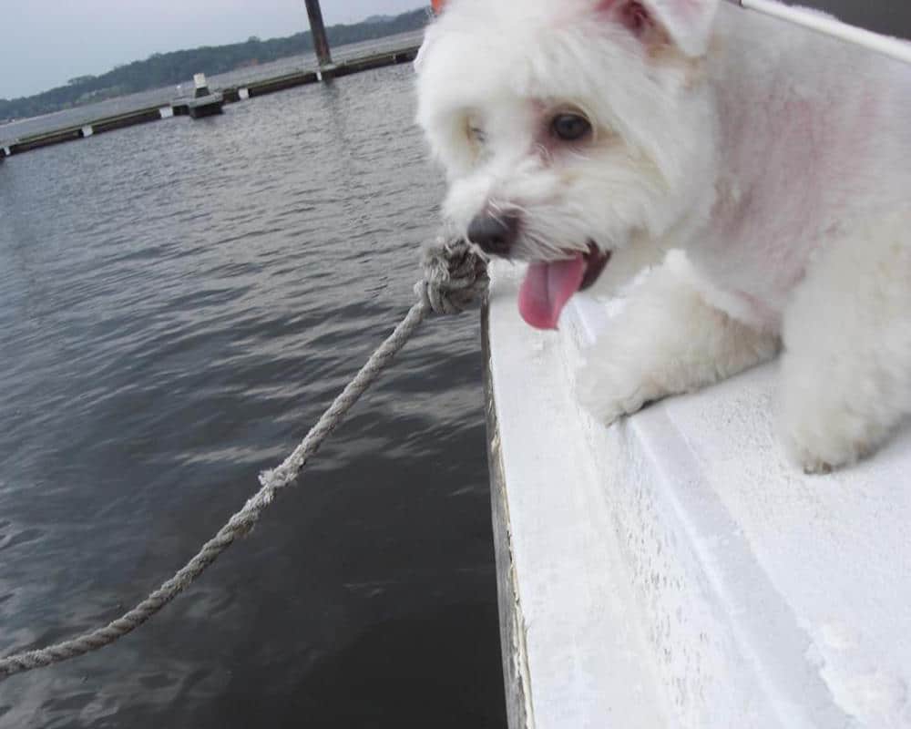 pet cruise cute maltipoo singapore dog sailing cover