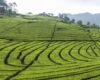 bandung indonesia tea plantation ciwedey