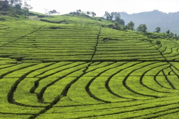 bandung indonesia tea plantation ciwedey