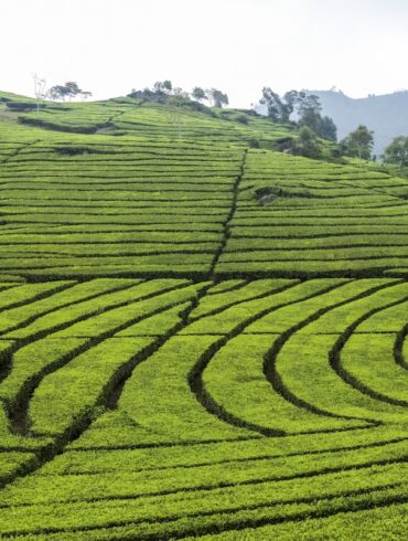 bandung indonesia tea plantation ciwedey