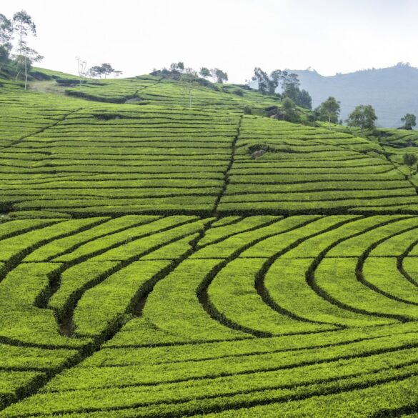 bandung indonesia tea plantation ciwedey