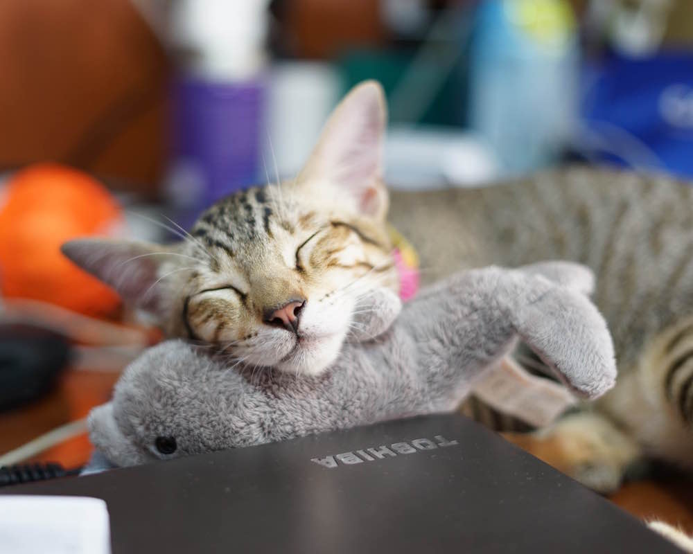 Love Kuching Project: The Magic of Cat Therapy