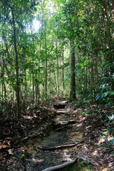 Bukit timah reserve where to hike in singapore