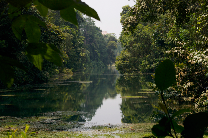 macritchie resevoir where to hike in singapore