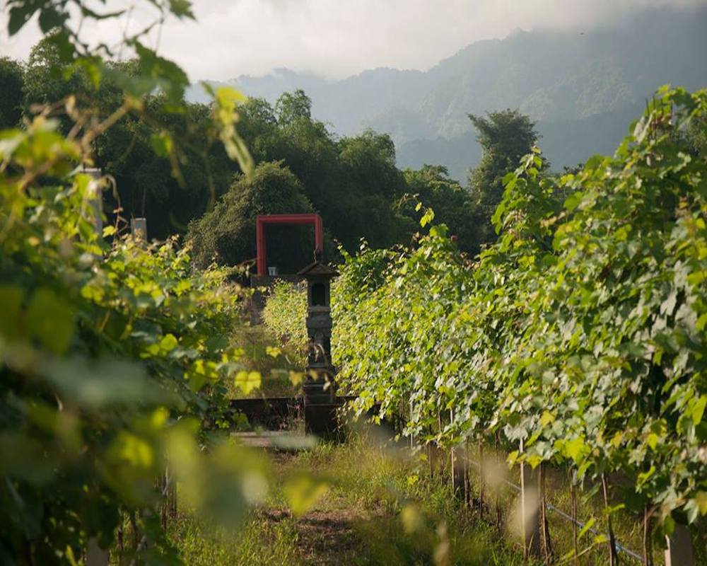 Stunning Vineyards and Winery Estates in Asia to Visit on Your Next Regional Vacation