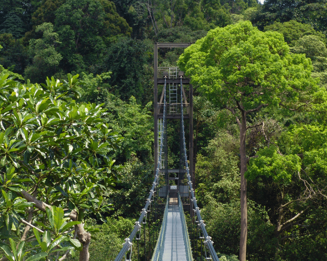 Where To Hike in Singapore: Southern Ridges, Windsor, Bukit Timah, MacRitchie, Pulau Ubin, and More