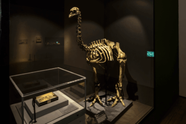 treasures of the natural world artscience museum exhibition