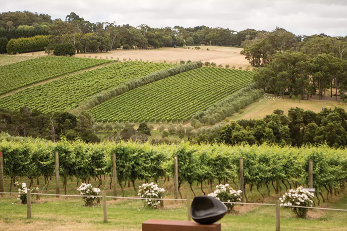 Day Trips from Melbourne: Yarra Valley, The Grampians, Great Ocean Road