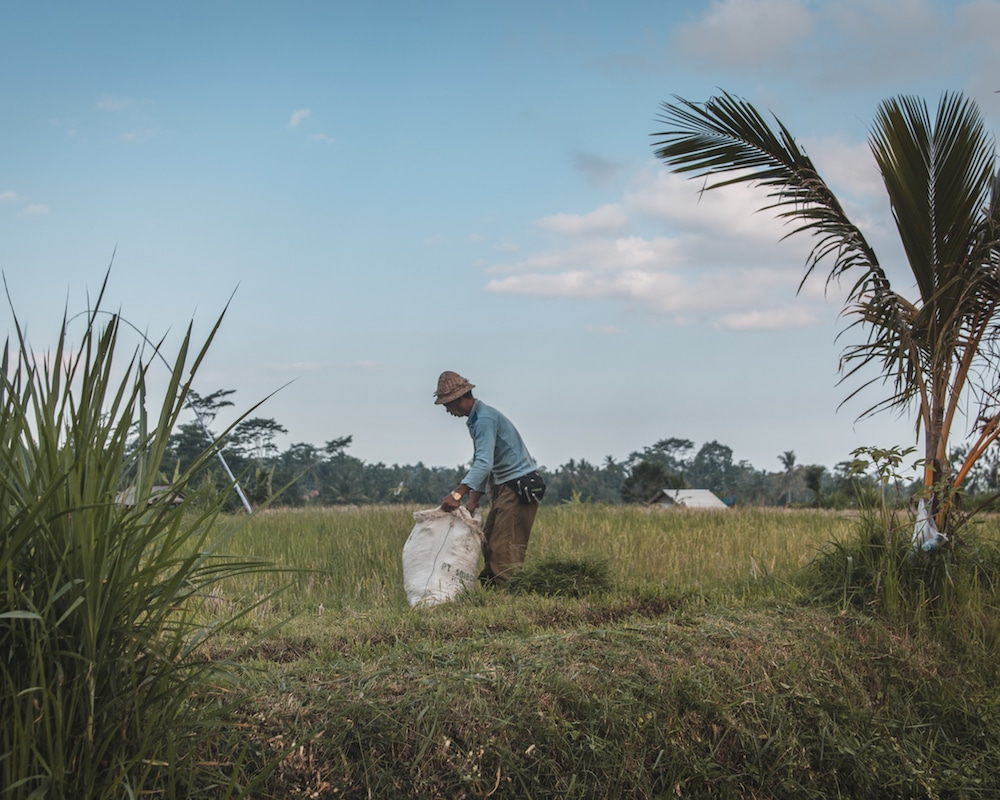 Charms of the Ubud Countryside: What Else to Do in the Spiritual Heart of Bali, Indonesia