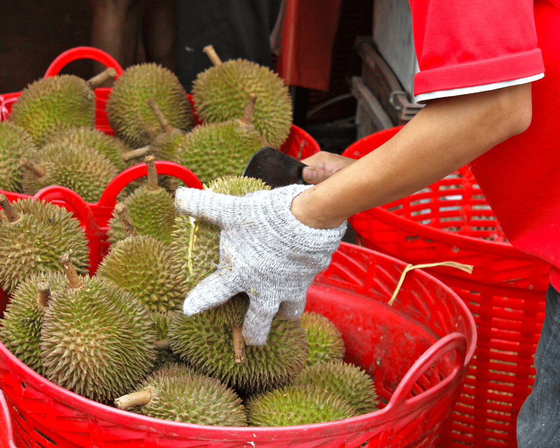 Durian 101: A Guide To Owning the Best of This Year’s Bumper Crop Available in Singapore