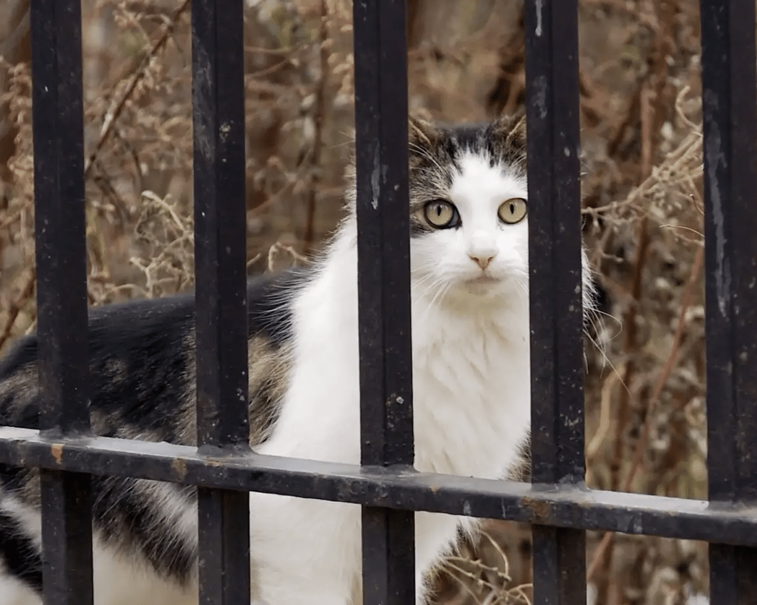 Film Of The Month: The Cat Rescuers, A Poignant Paw-trait Of New York’s Street Cats And Their Heroic Helpers