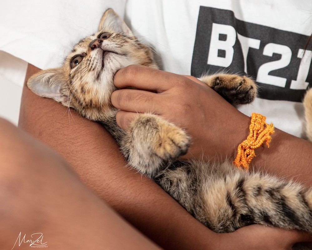Project Luni’s Guide to Adopting Kittens in Singapore