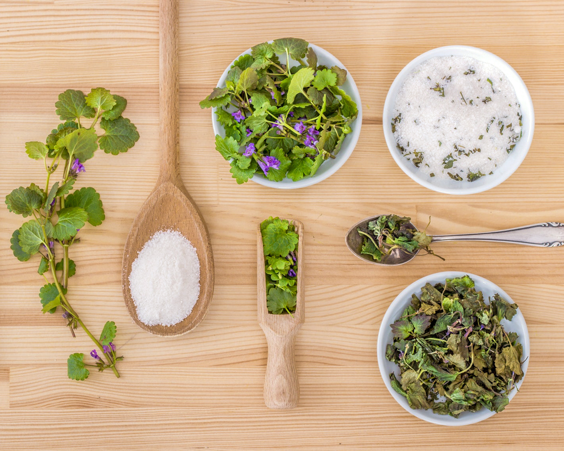 Best Culinary Herbs To Grow At Home in Singapore: A Beginner-Friendly Guide