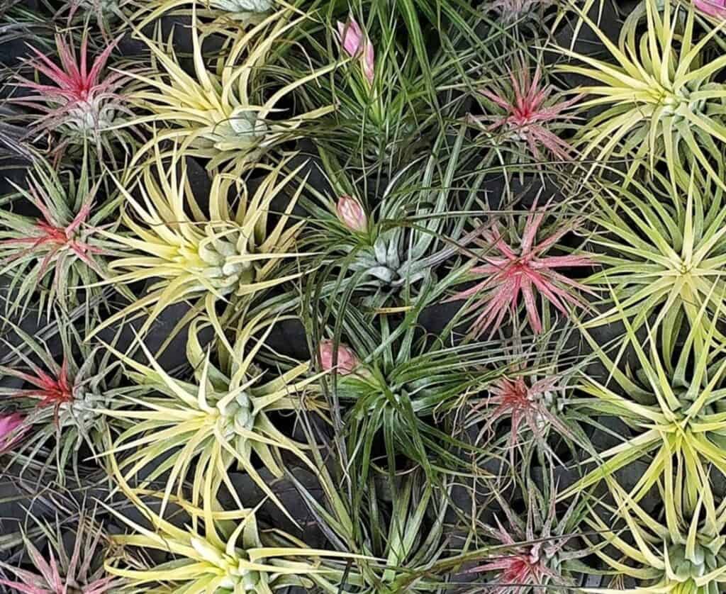 Spruce Up A Beginner’s Guide To Buying Plants Online For Your Home in Singapore City Nomads