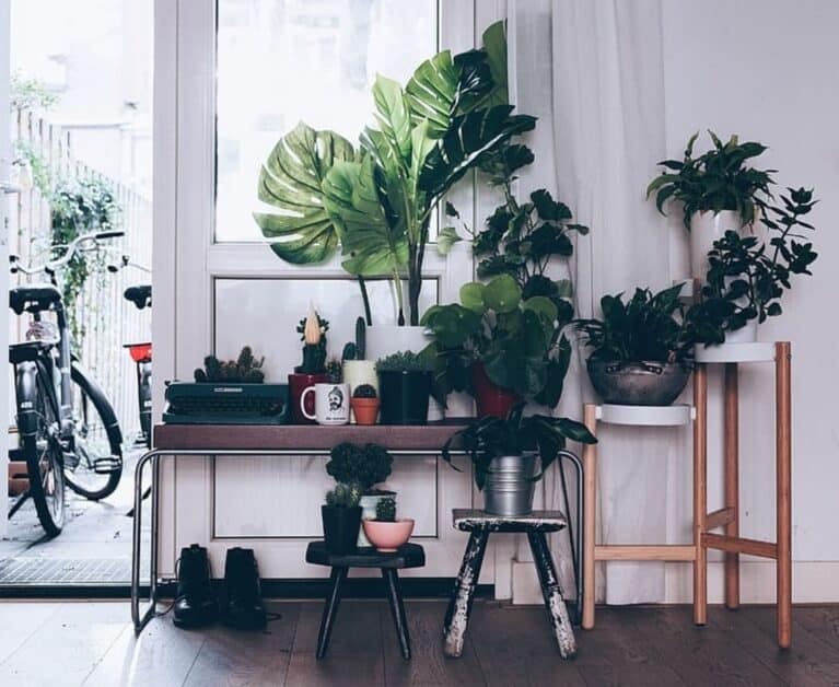 Spruce Up: A Beginner’s Guide To Buying Plants Online For Your Home in Singapore