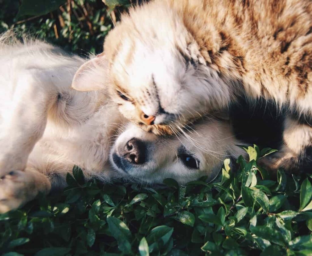 pet world shop near me