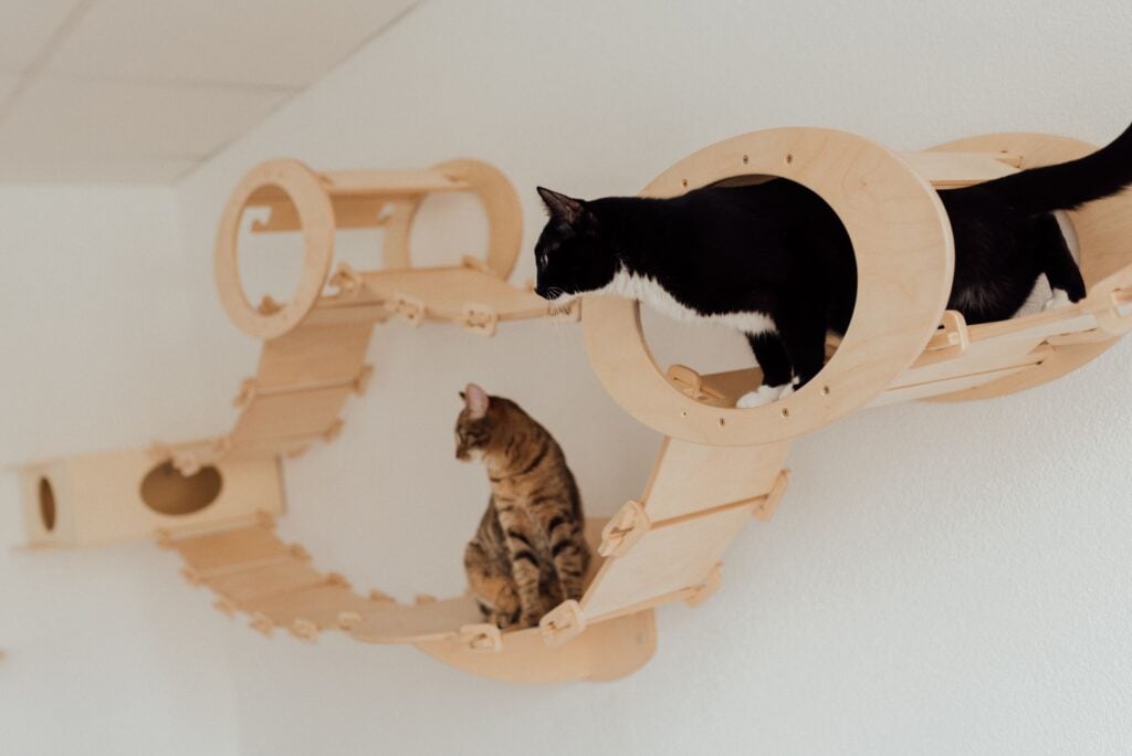 Black and white cat and tabby cat exploring a wooden wall-mounted cat climbing system
