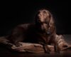 Chocolate labrador lying on a striped dog bed wearing a collar tag