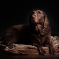Chocolate labrador lying on a striped dog bed wearing a collar tag
