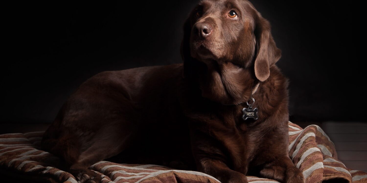 Chocolate labrador lying on a striped dog bed wearing a collar tag