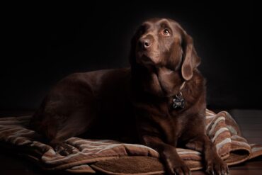 Chocolate labrador lying on a striped dog bed wearing a collar tag