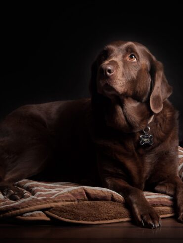 Chocolate labrador lying on a striped dog bed wearing a collar tag