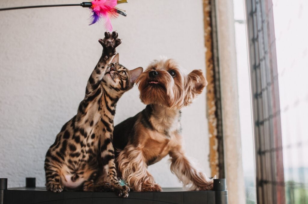 Bengal cat and Yorkshire terrier playing together with a feather wand toy